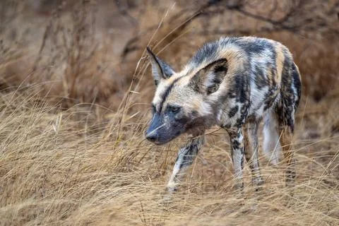 Painted wolf setting off to hunt Stock Photos