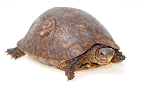 Painted wood turtle Stock Photos