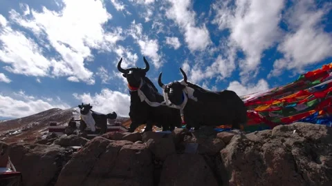 Painted yak statues and prayer flags beneath a cloudy blue sky in Tibet Video stock 345883173