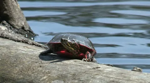 PaintedTurtle 01 Stock Footage 15249077