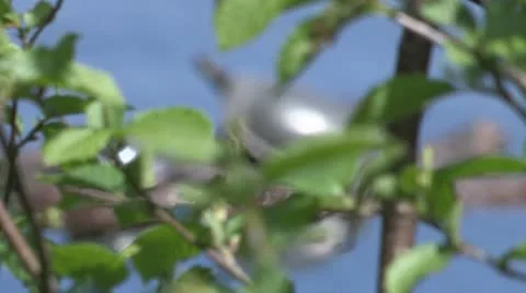 PaintedTurtle 02 Stock Footage 15258846