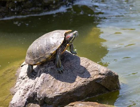 Painter turtle lounging in the sun Stock Photos