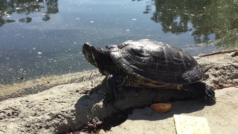 Painter Turtle by Pond with Cracker and Orange Slice Stock Footage 75821494