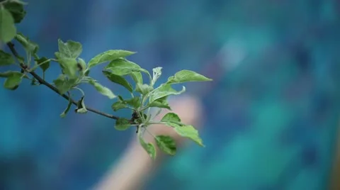 Painter At Work 動画素材 9598723