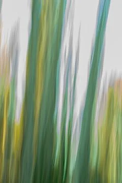 Painterly effect Western Australia bush and forest impressionist image for .. Stock Illustration