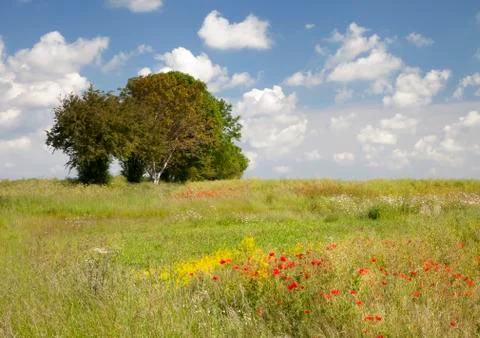 Painterly meadow background Foto stock