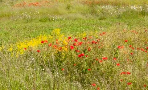 Painterly meadow background Stock Photos