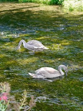 Painterly scene of two swans on a river, Cotswolds village, UK Stock Photos
