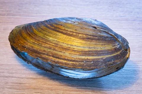 Painter's mussel on a table Stock Photos