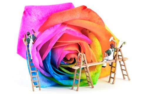 Painters rose Stock Photos