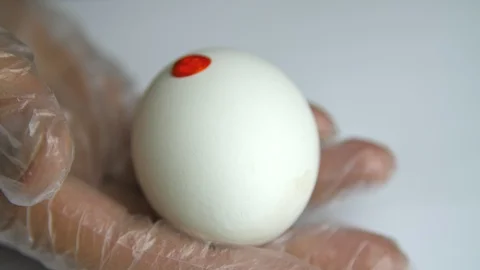 Painting of an Easter egg Stock Footage 88261738