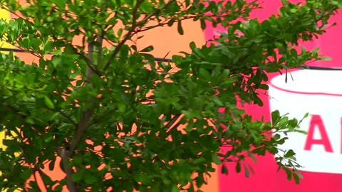 Painting Stock Footage 151920074