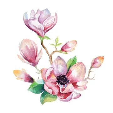 Painting Magnolia flower wallpaper. Hand drawn Watercolor floral Stock Illustration