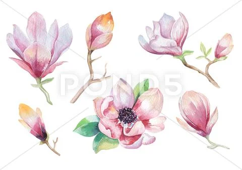 Painting Magnolia flower wallpaper. Hand drawn Watercolor floral Stock Photos