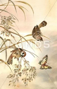 Painting of two sparrows sitting on stems and watching beautiful butterfly at su Stock Illustration