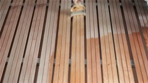 Painting wood. Video stock 10877012