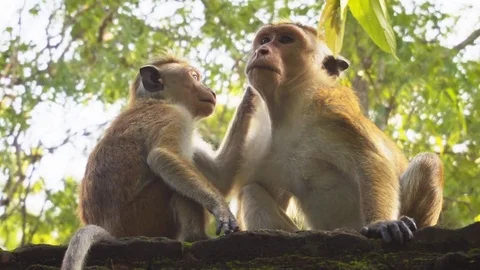 Pair of Adorable Monkeys at Ancient Ruins in Sri Lanka Stock Footage 85458044