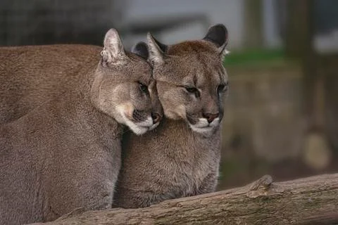 Pair of Affectionate Puma In Captivity Stock Photos