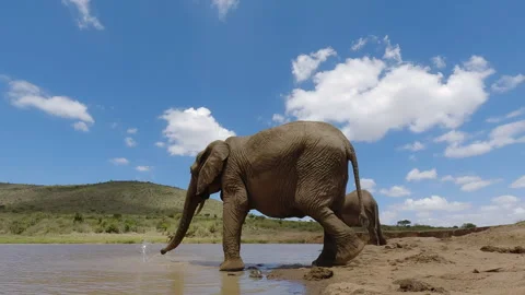 Pair of African Bush Elephant drinking at waterhole in day Stock Footage 310976228