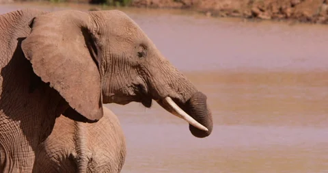 A pair of African Bush Elephant head standing in a waterhole Stock-Footage 310973033