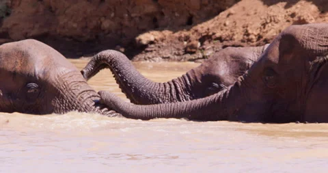 A pair of African Bush Elephant pushing in a waterhole Video stock 310976172