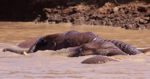A pair of African Bush Elephant rolling in a muddy waterhole Stock Footage 310968331