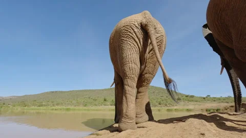 A pair of African Bush Elephants drinking water at midday Stock Footage 310971714