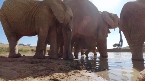 A pair of African Bush Elephants drinking at sunset Stock Footage 310972443
