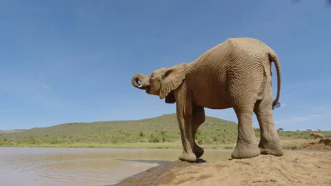 A pair of African Bush Elephants drinking under midday sun Stock Footage 310974809