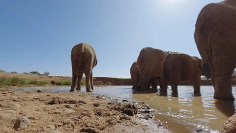 A pair of African Bush Elephants drinking water at sunset Video stock 310975283