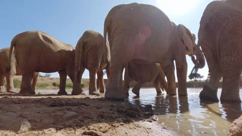 A pair of African Bush Elephants drinking water at sunset Stock Footage 310976159