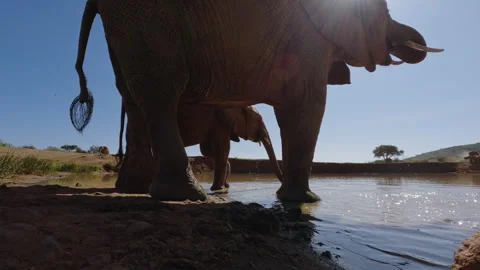 A pair of African Bush Elephants drinking at sunset Stock Footage 310977212