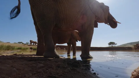 A pair of African Bush Elephants drinking water at sunset Video stock 310977544