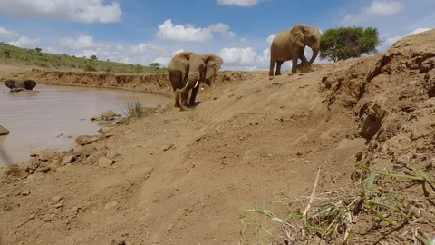 Pair of African elephant dusting body in sunny day Stock Footage 310968164