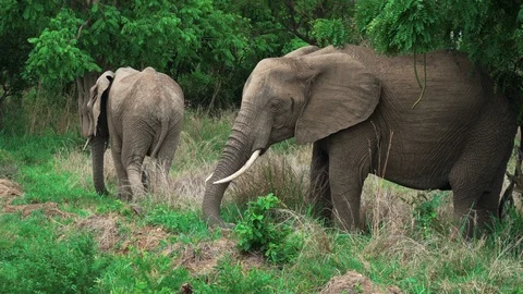 A pair of African elephants eating grass Stock Footage 86879811