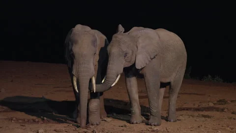 A Pair of African Elephants Walking Stock Footage 290076615