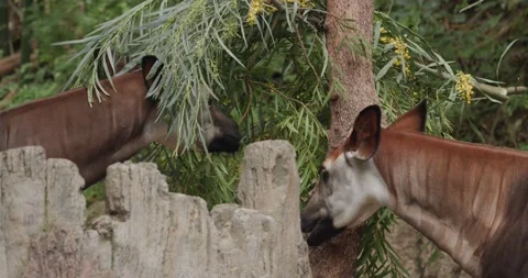 Pair of African Okapi Animal Eating Feeding Browsing Stock Footage 199751193