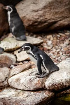 A pair of African penguins on the rocks. Stock Photos