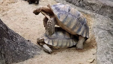 Pair of African Spurred Tortoise (Centrochelys sulcata) mating at Stock Footage 116086272