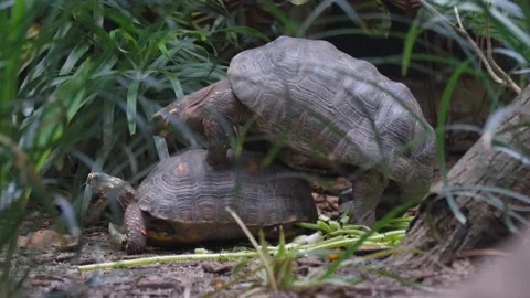 Pair Of African Spurred Tortoise Mating In The Zoo Ground. - low-level shot Stock Footage 156772969