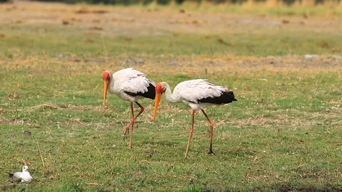 A pair of African Yellow-billed Storks seem to play on the savanna Stock Footage 122942853
