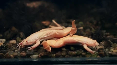 Pair of albino clawed frogs interacting and resting together Stock Footage 345941480