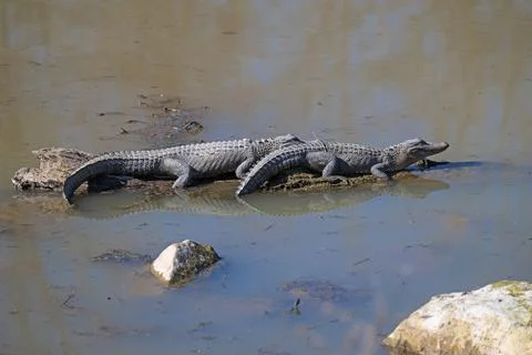 A Pair of Alligators Sunning on an Old Log Stock Photos