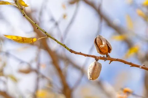 A pair of almonds in their shells cling to a twig with golden leaves. Stock Photos