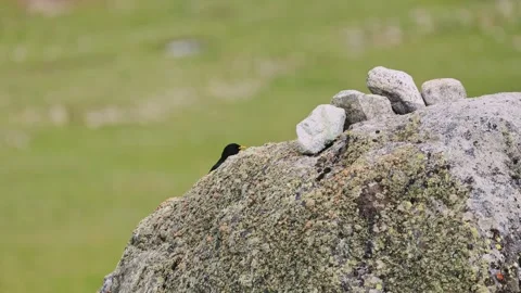 A pair of Alpine jackdaws plays on a rock during mating season lat. Pyrrhocorax Stock Footage 346975578