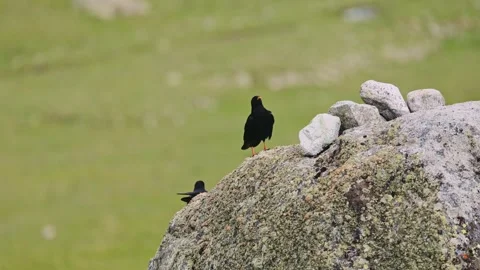 A pair of Alpine jackdaws plays on a rock during mating season lat. Pyrrhocorax Stock Footage 346975588