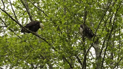 Pair of American bald eagles sitting watching from lush tree foliage Stock Footage 341843871