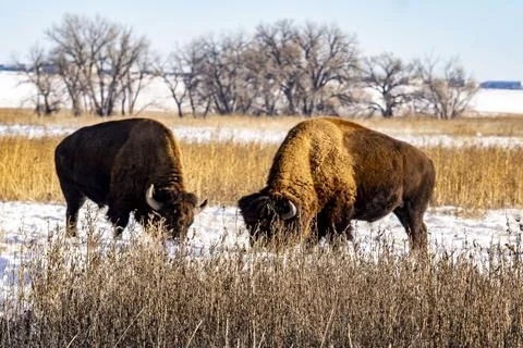 Pair of American Bison Facing Each Other in Snow Near Denver Colorado Foto stock