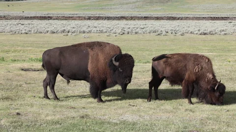 Pair of American Bison Standing in Lamar Valley Pasture Stock Footage 344273558