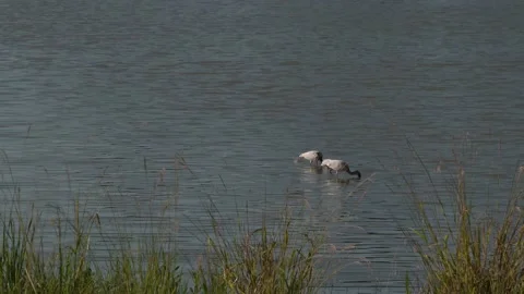 A pair of American White Ibis probe for food at Exploration Green. Stock-Footage 202101863